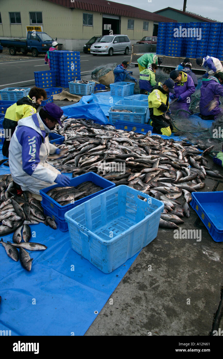 La prise de poisson au Japon Banque D'Images