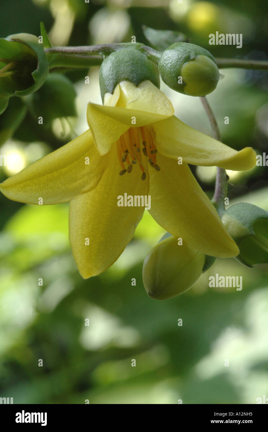 Kirengeshoma palmata rare et inhabituel petit arbuste à fleurs jaune Banque D'Images