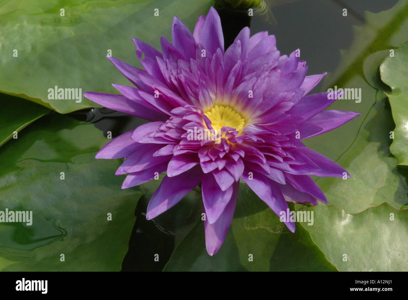 Nymphaea Roi de Siam bleu et jaune nénuphar plante aquatique Banque D'Images