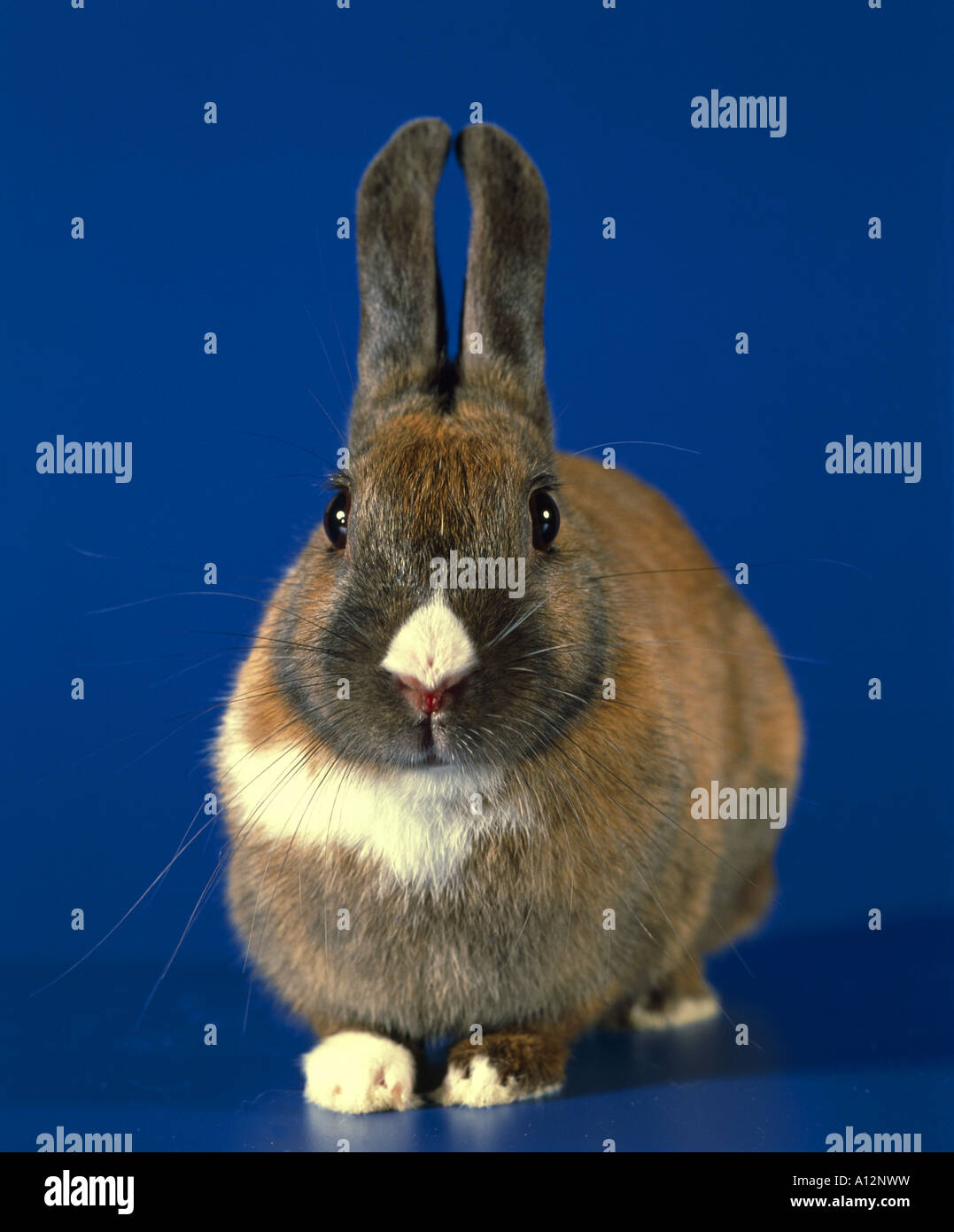 Lapin animaux de race mixte Indiana Banque D'Images