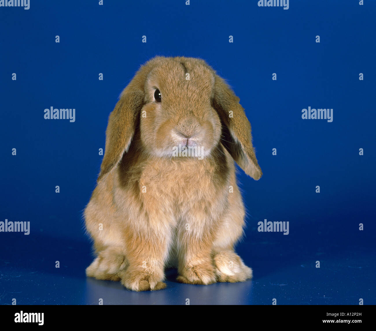 Holland lop rabbit Banque de photographies et d’images à haute ...