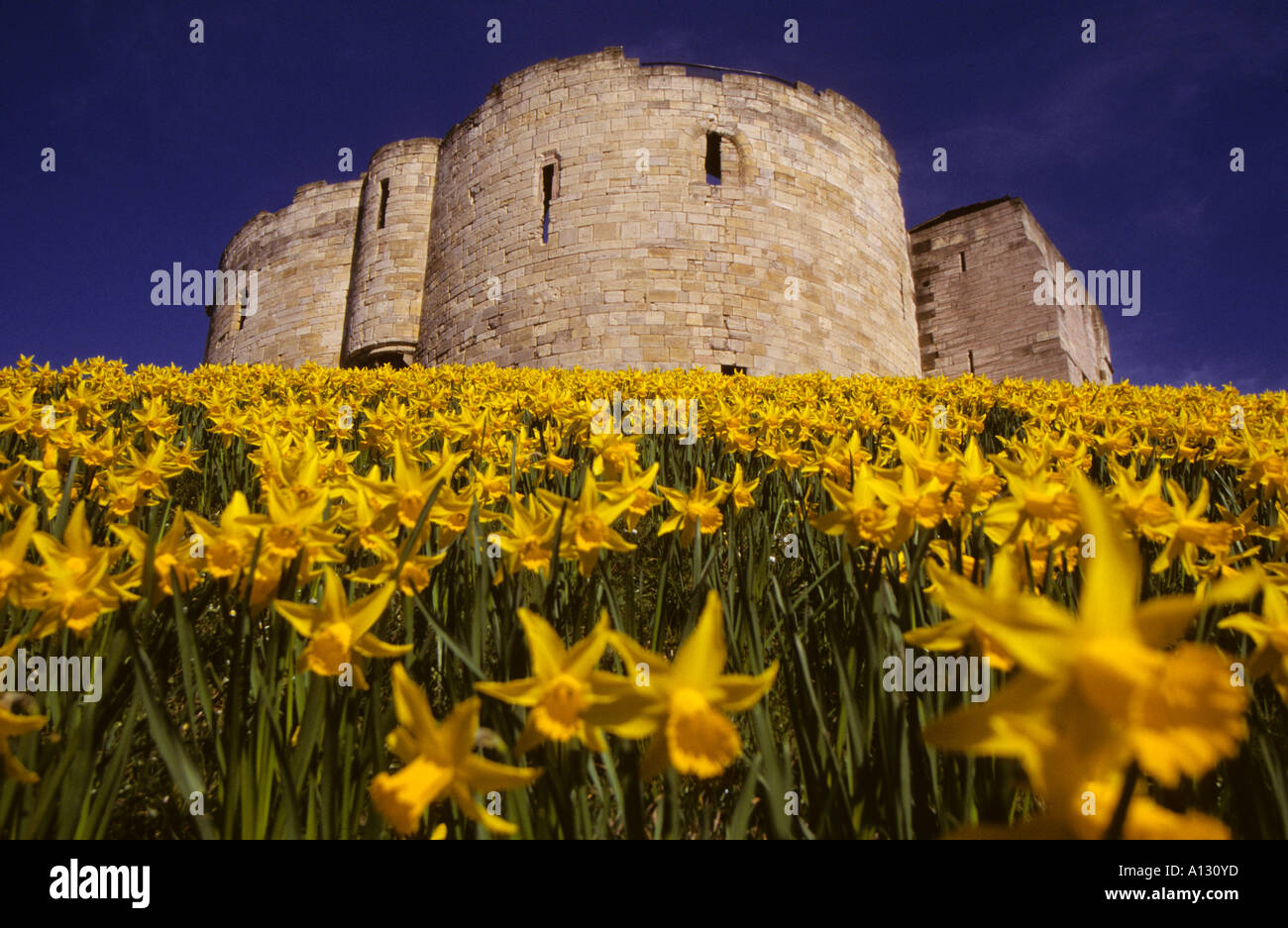 Cliffords Tower et les jonquilles jaunes au printemps York North Yorkshire Angleterre Royaume-Uni Grande-Bretagne Banque D'Images