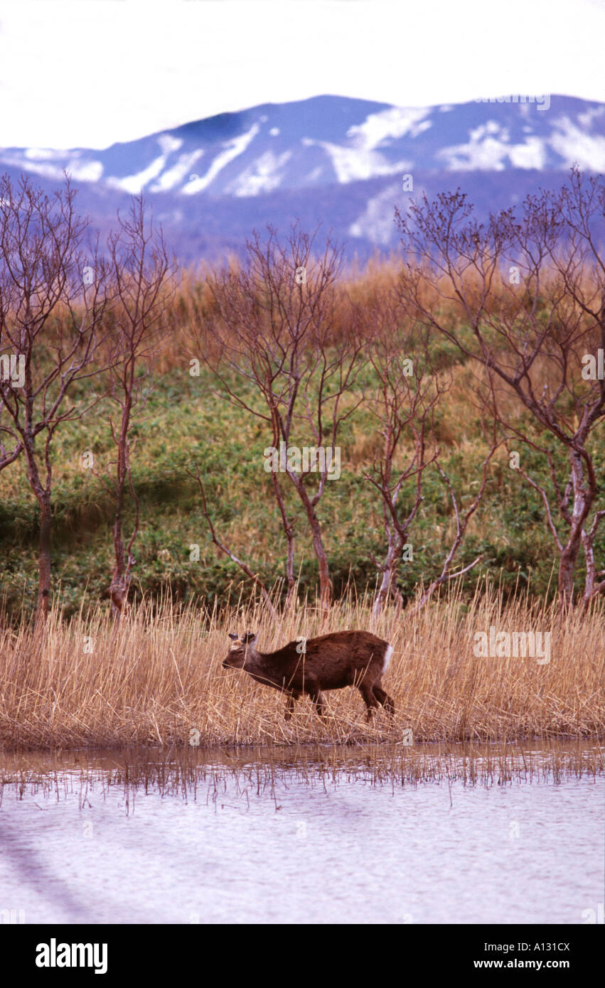 Un cerf Ezo rss sur les rives du lac d'abord le parc national de Shiretoko, l'est de Hokkaido, Japon Banque D'Images