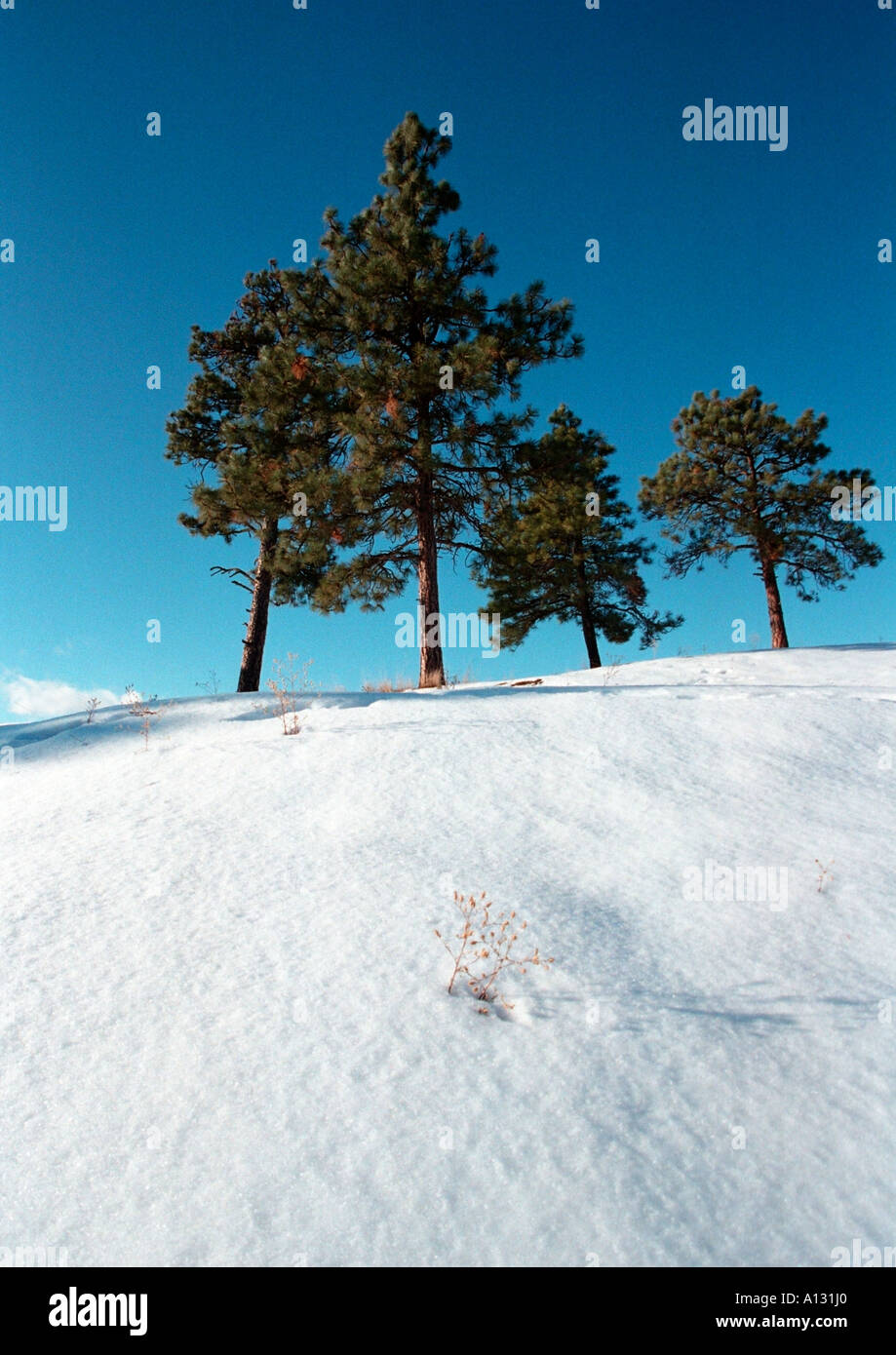 Arbres sur le haut de la crête couverte de neige contre le ciel bleu Banque D'Images