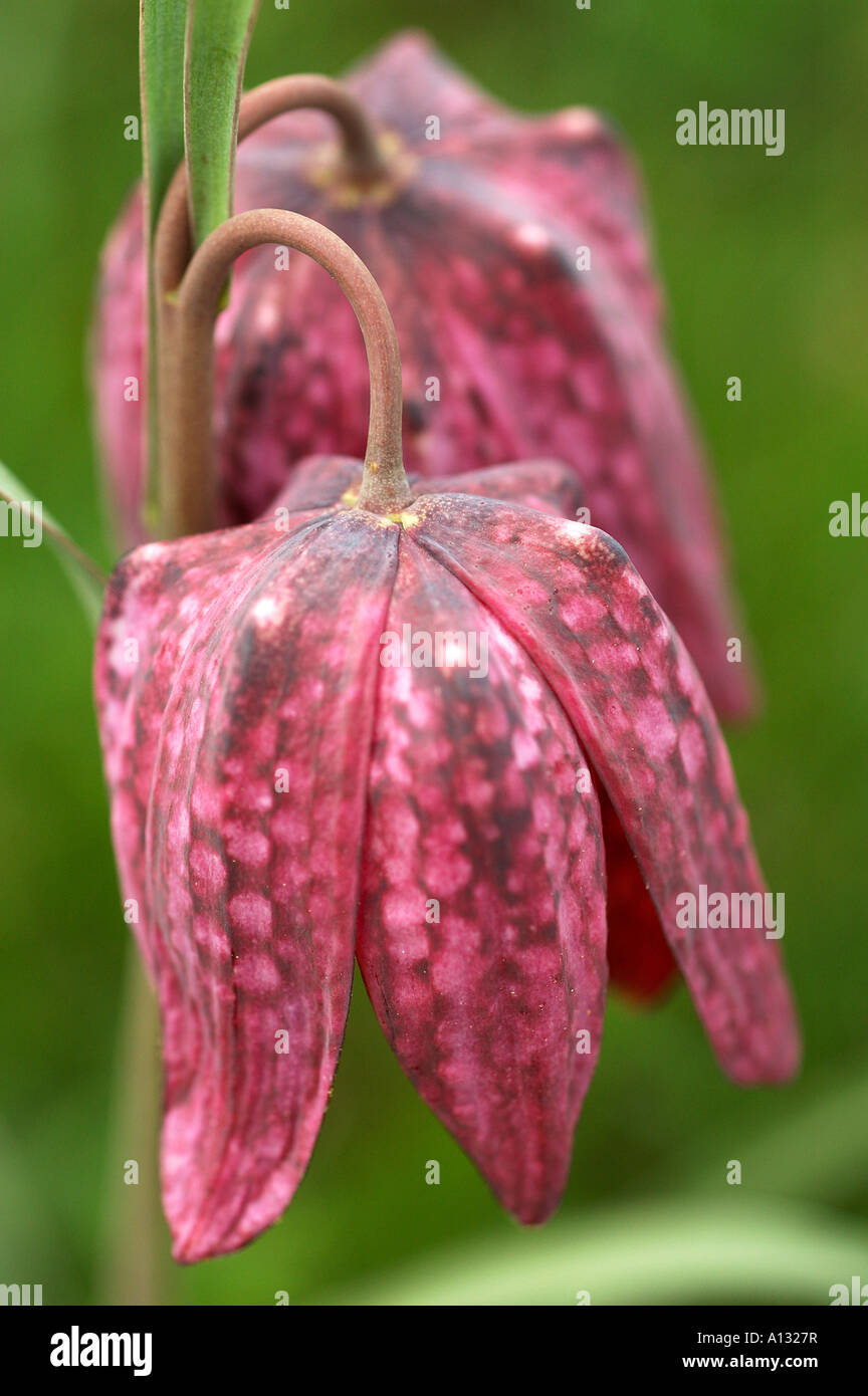 Tête de serpent Fritillary Fritillaria meleagris dans une prairie de Cotswold Banque D'Images