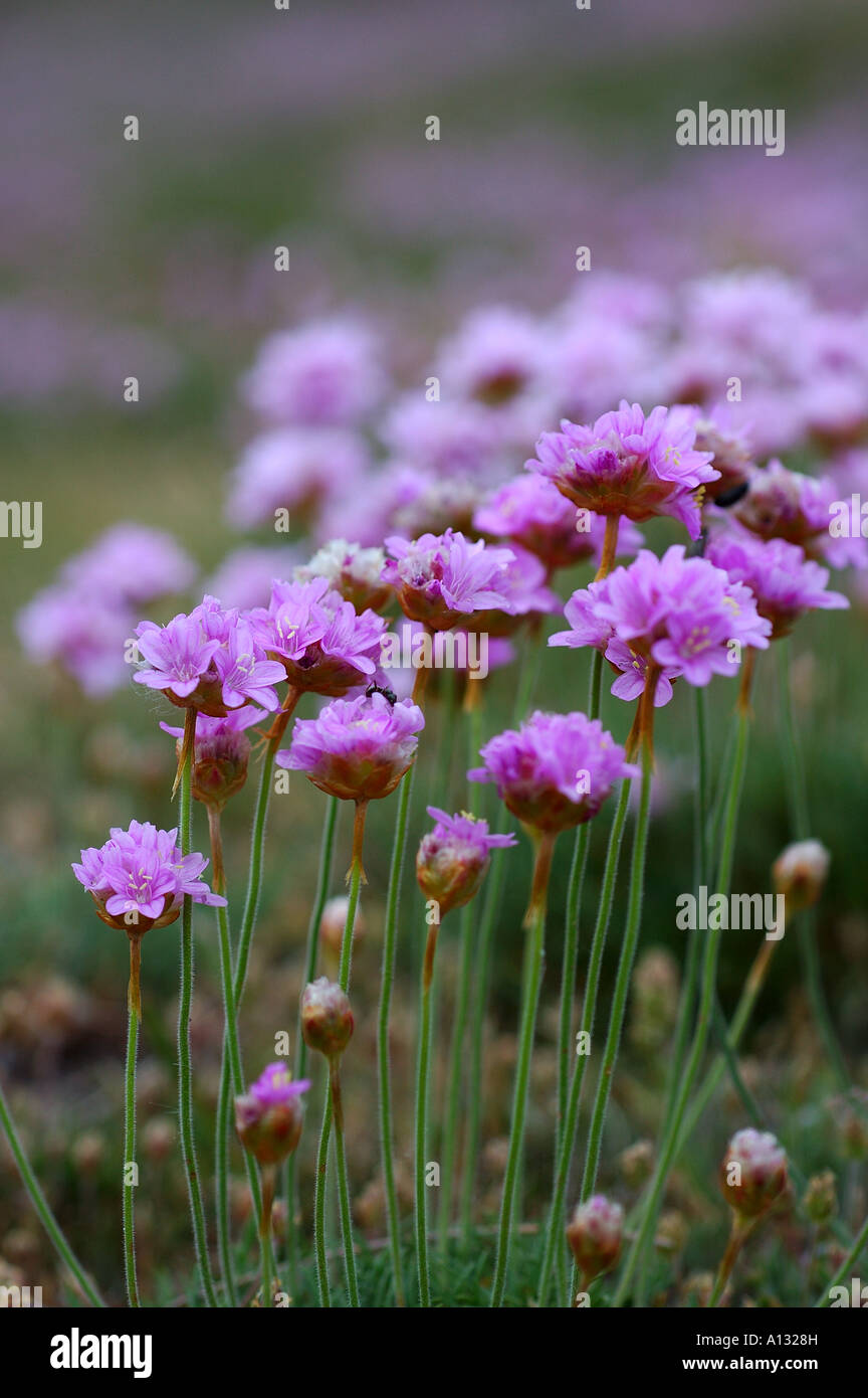 Des fleurs d'Ecosse côtières Banque D'Images