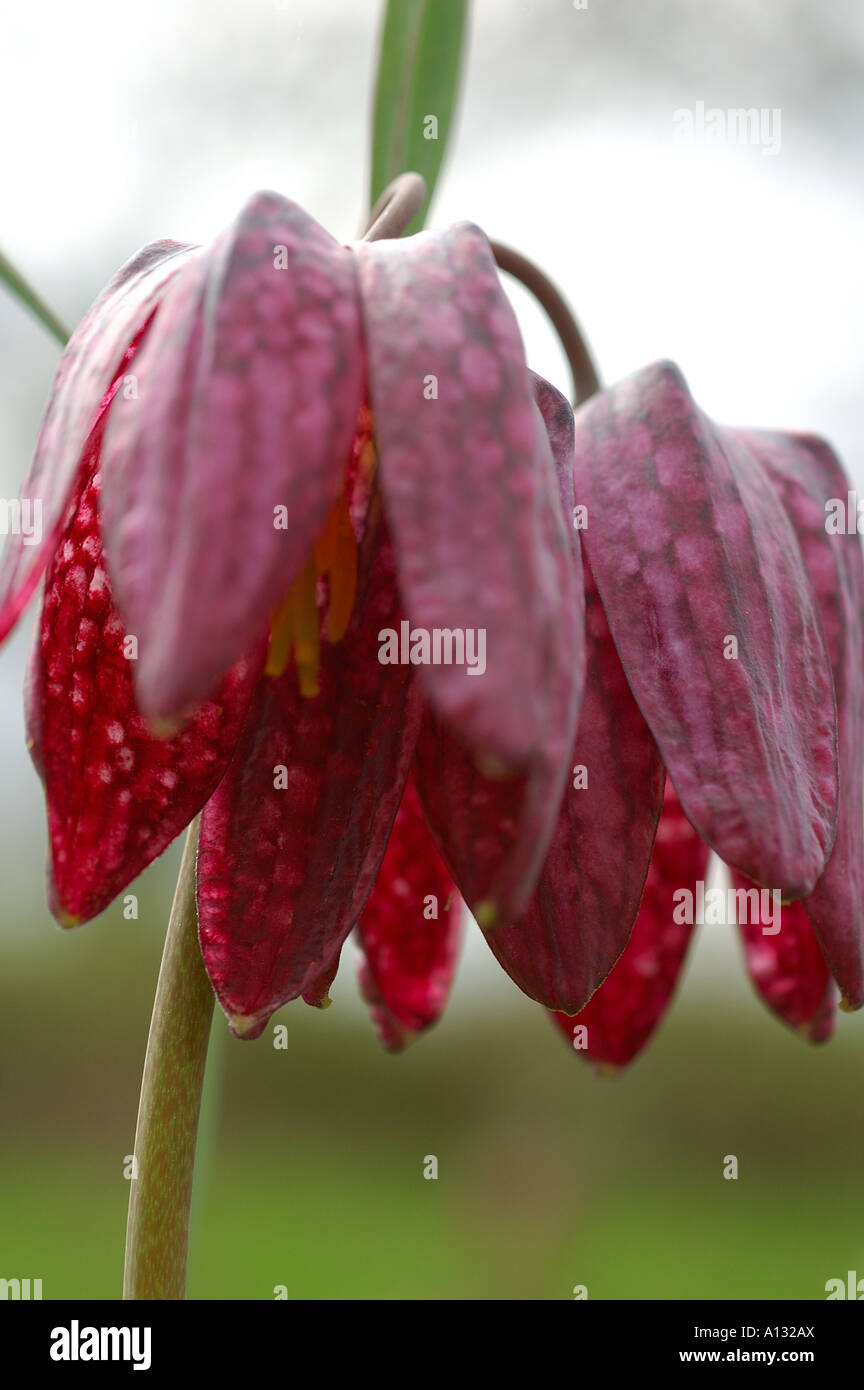 Tête de serpent Fritillary Fritillaria meleagris dans une prairie de Cotswold Banque D'Images