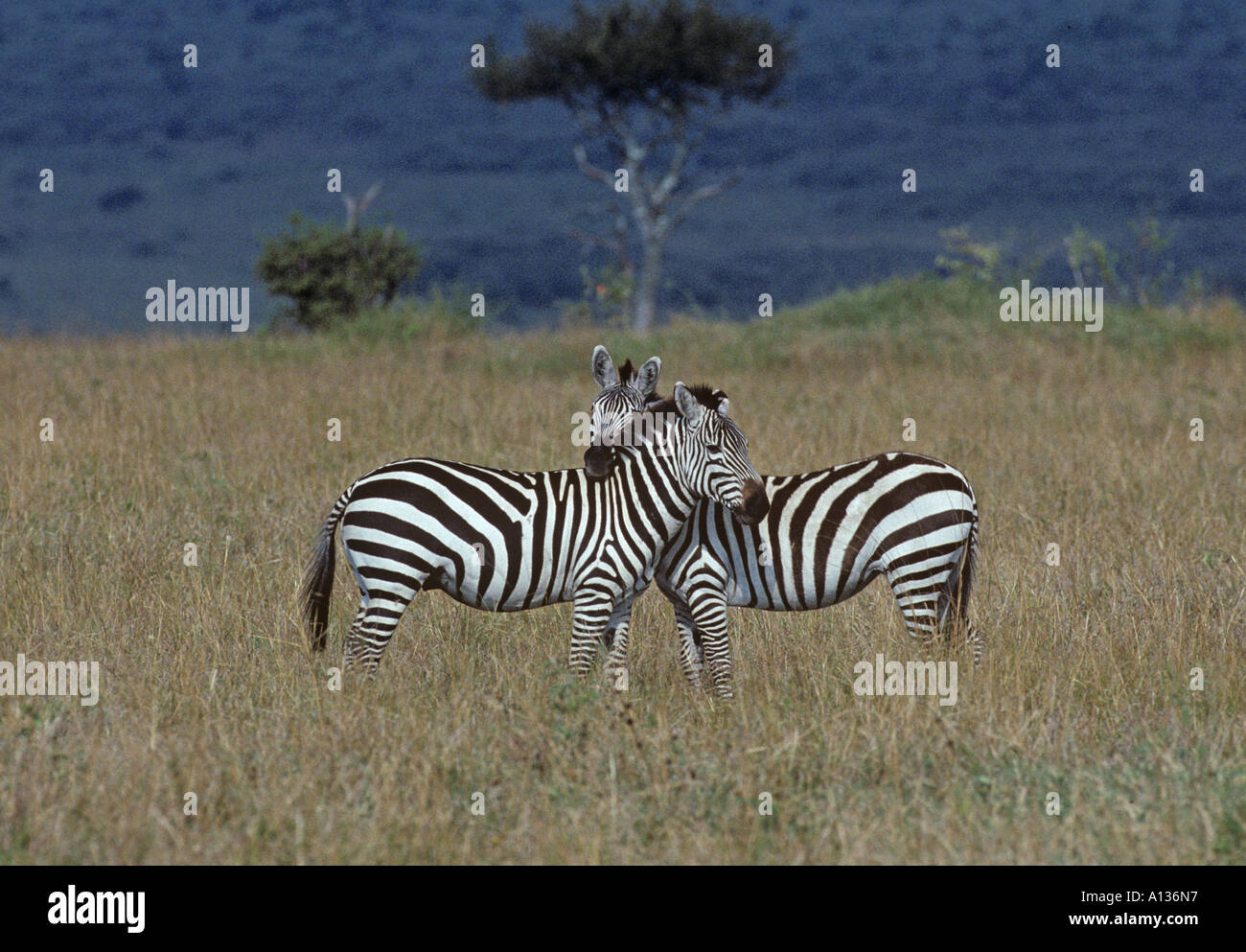 Burchell Equus zebra burchella Banque D'Images