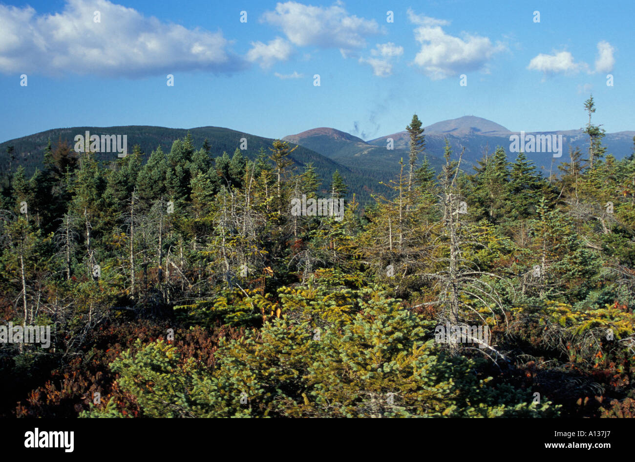 Une altitude élevée sur la forêt boréale Mount Jackson le mont Washington et le sud sont Presidentials dans la distance. NH. Banque D'Images