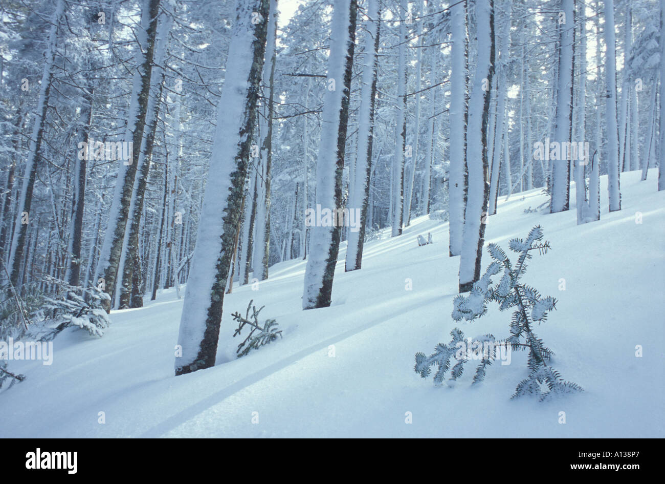 Une scène près de la forêt d'hiver Tuckerman Ravine sur le mont Washington au New Hampshire s Montagnes Blanches Montagnes Blanches NH Banque D'Images