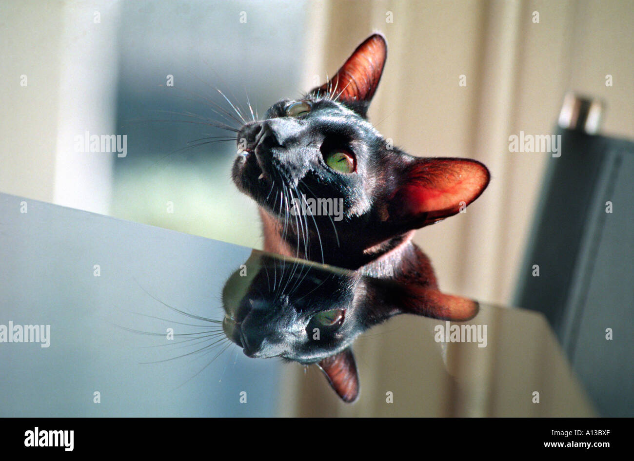 Chaton Siamois noir élégant reflété dans le verre de table. Banque D'Images Chaton Siamois noir élégant reflété dans le verre de table. Banque D'Images