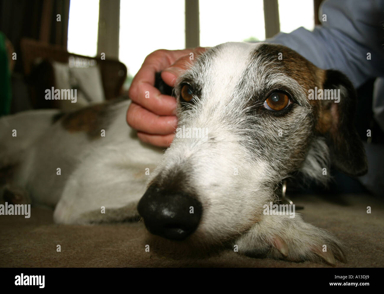 Chien de compagnie d'être caressé par le maître sur le tapis de salon Banque D'Images