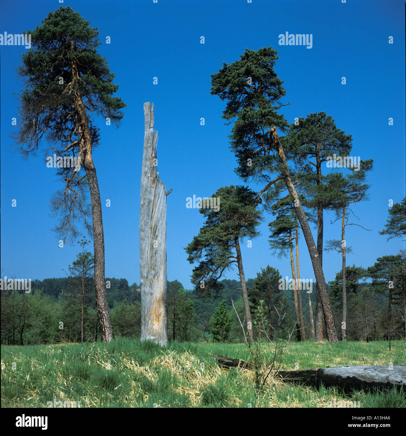 Pins dans Pupplinger Au Allemagne Banque D'Images