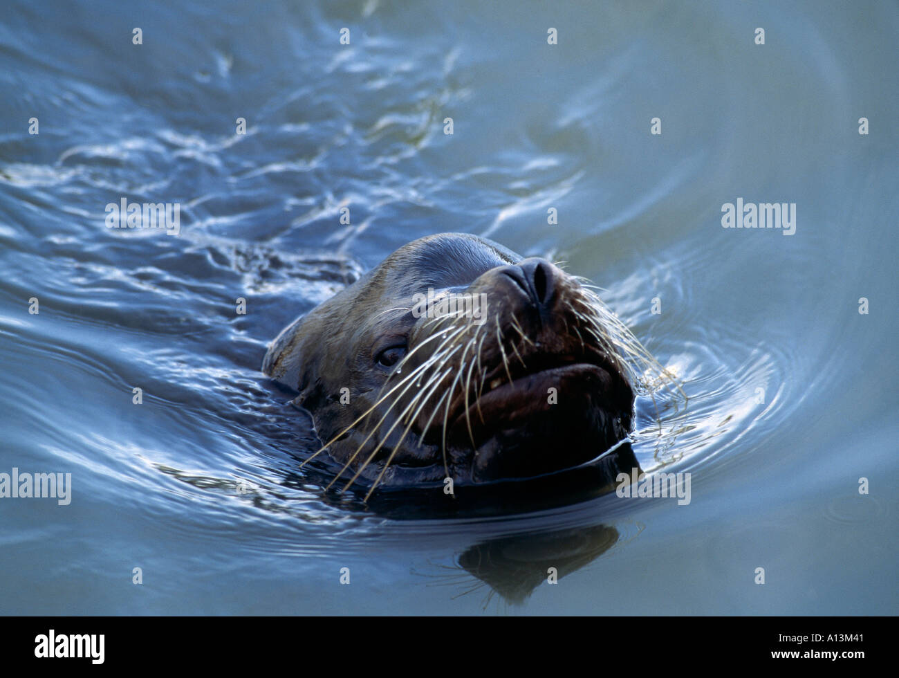 CA San Francisco Fisherman s Wharf Sea Lion natation avec nez au-dessus de l'eau Banque D'Images