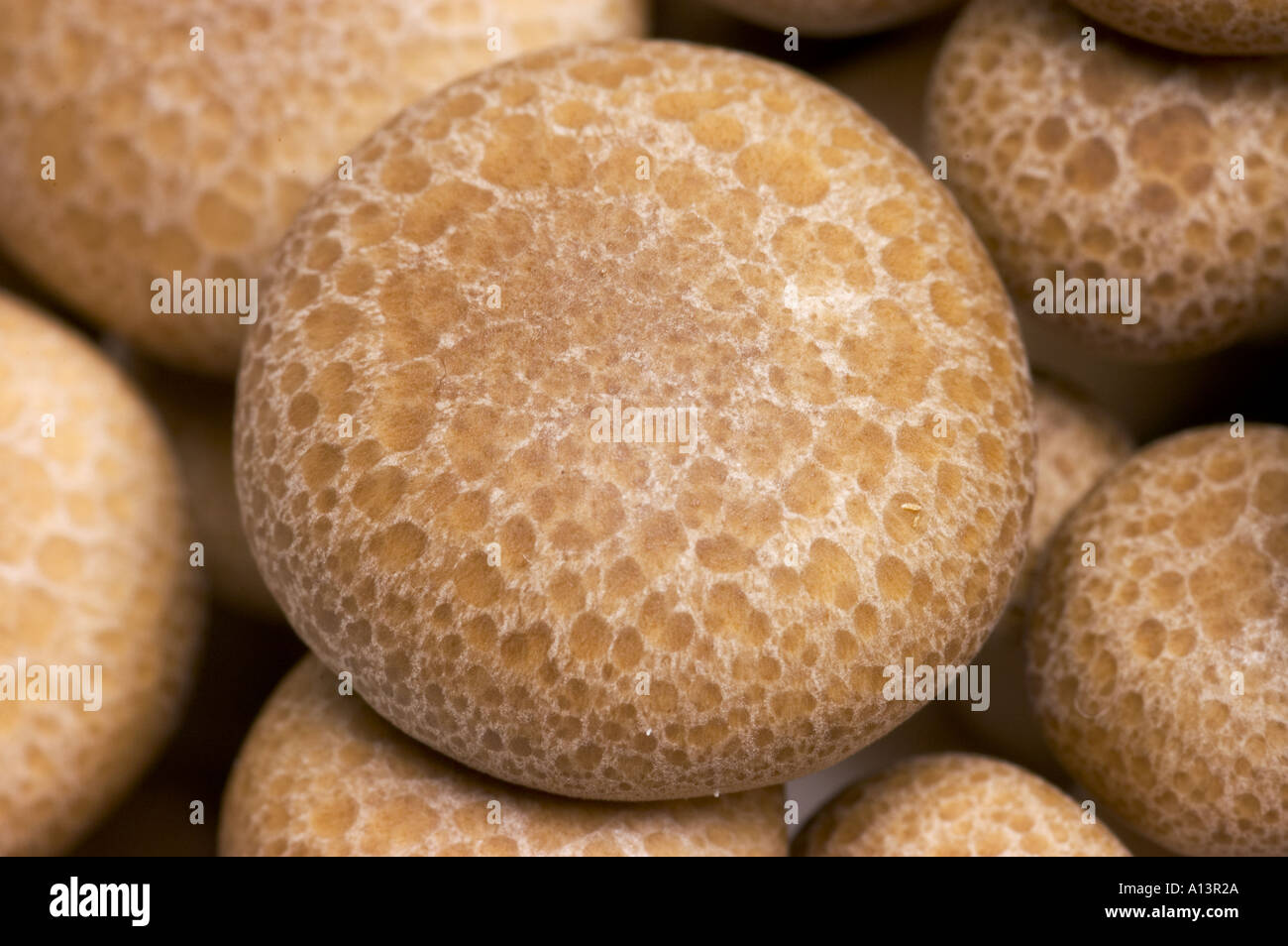 Champignons SHIMEJI chinois objet découpe découpe motif photo simple noire fond sombre close up macro makro Banque D'Images