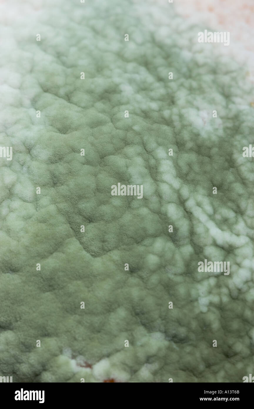 Le blanc sur un fruit orange Banque D'Images