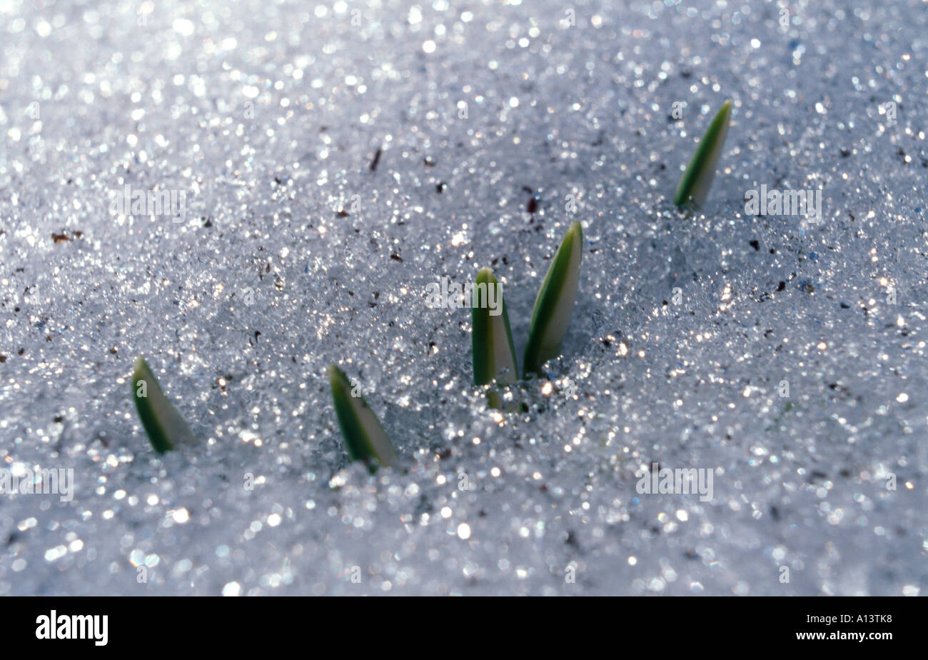 Snowdrop Galanthus nivalis Banque D'Images