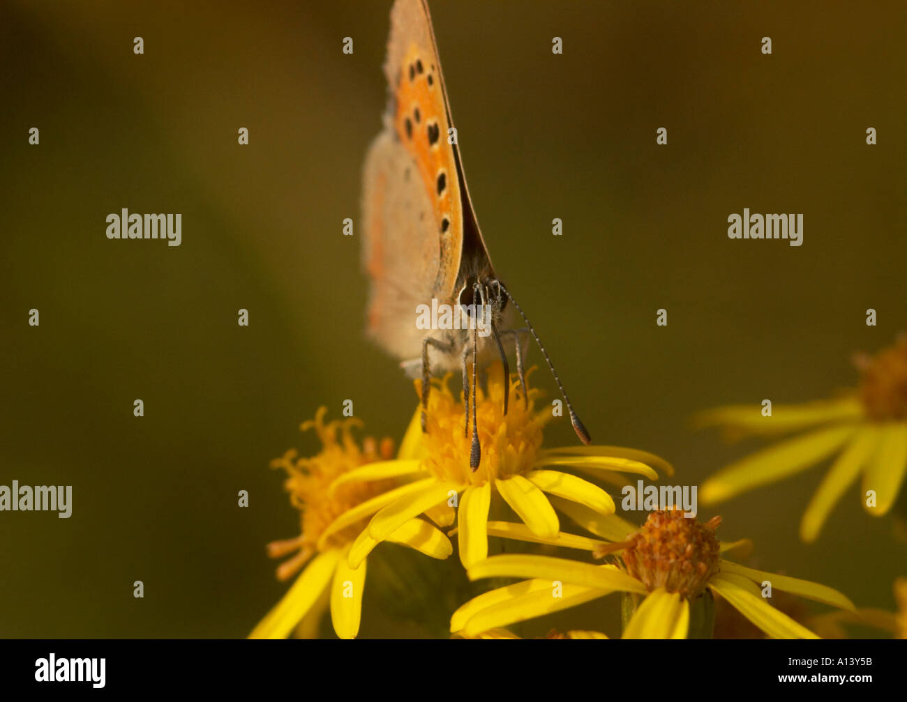 Un petit papillon Lycaena phlaeas cuivre se nourrit de nectar de séneçon commun des fleurs dans la forêt d'Epping London UK Banque D'Images