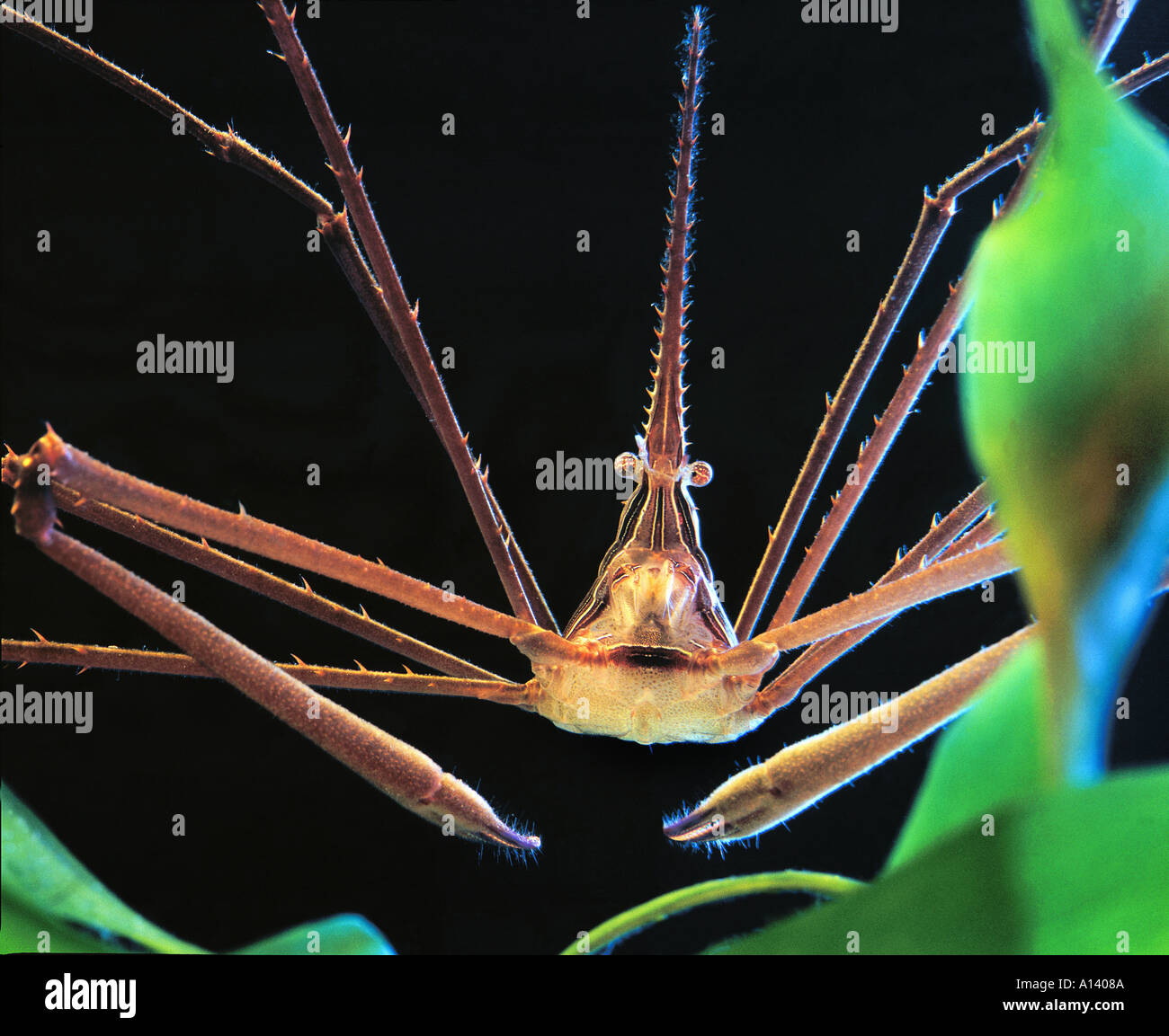 Stenorhynchus seticornis CRABE ERMITE ARAIGNÉE CRABE fantôme flèche yellowline Arthropoda Majidae Décapodes Pleocyemata Malacostracés Banque D'Images