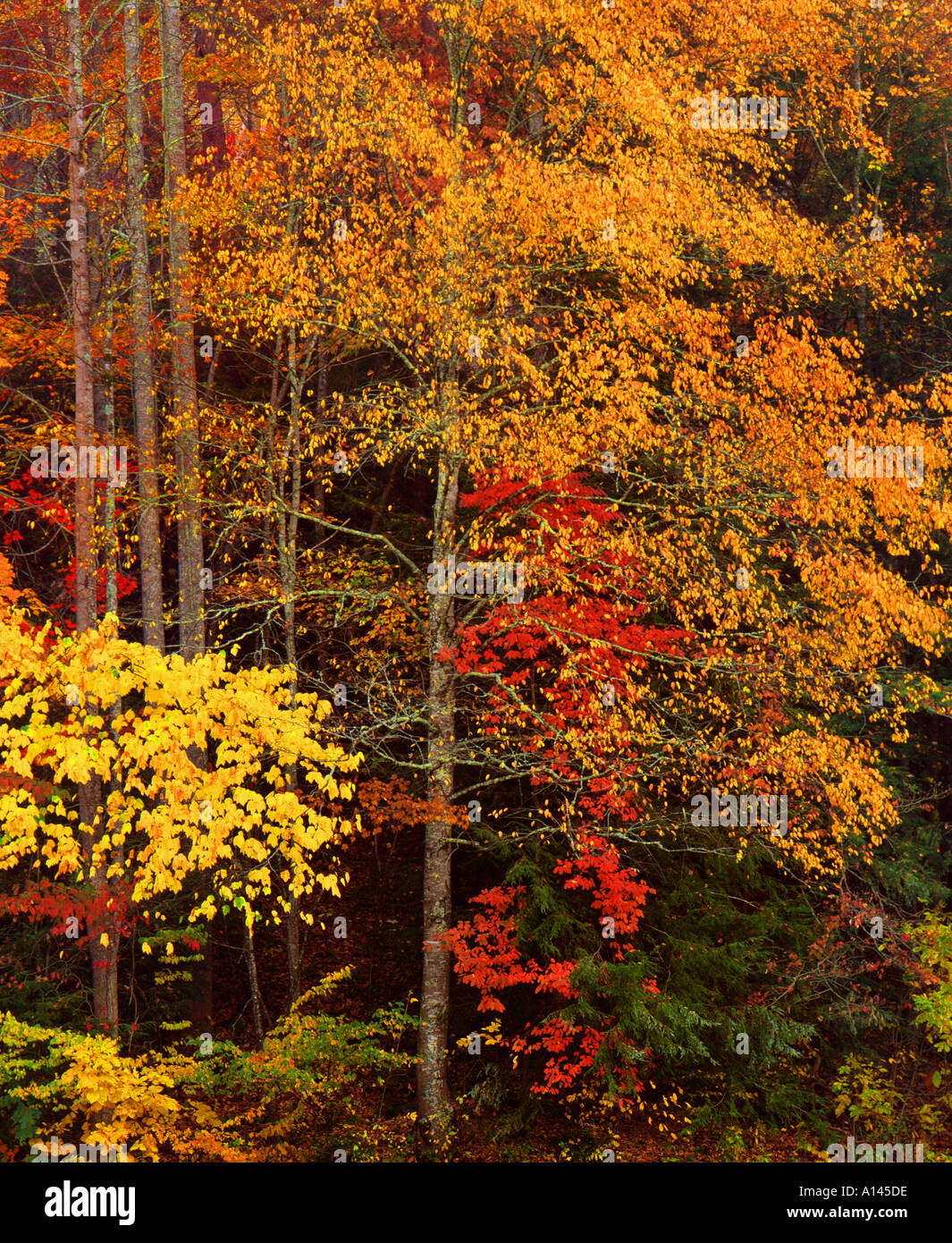 Couleurs d'automne dans le Great Smoky Mountains National Park Utah Banque D'Images