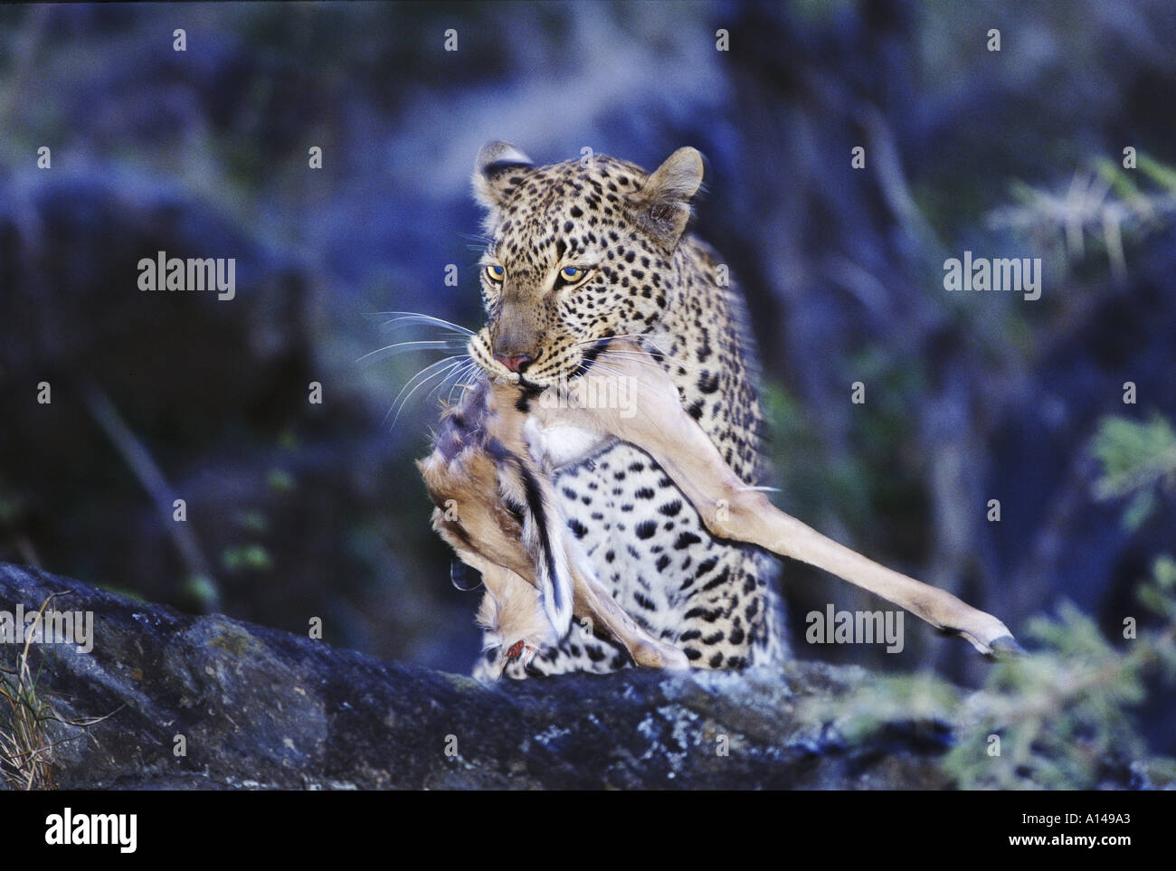 Leopard avec kill dans la nuit le Masai Mara au Kenya Banque D'Images