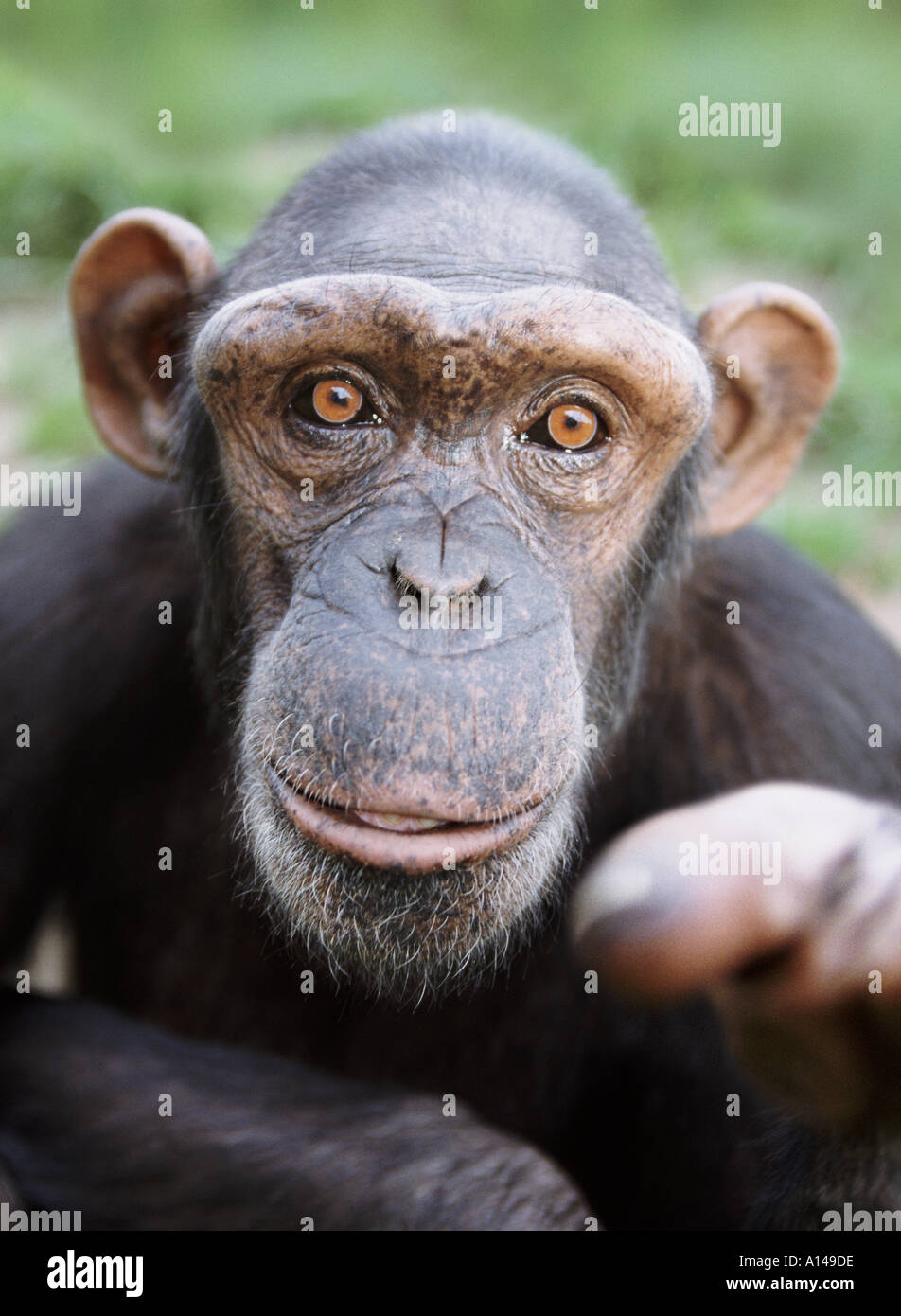 Pointage des chimpanzés Banque D'Images