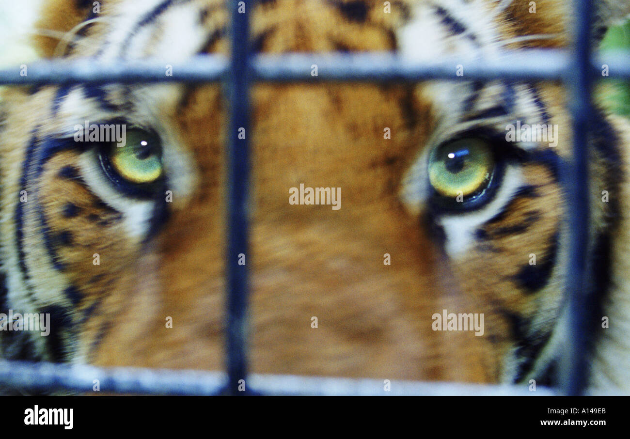 Tiger en captivité Banque D'Images