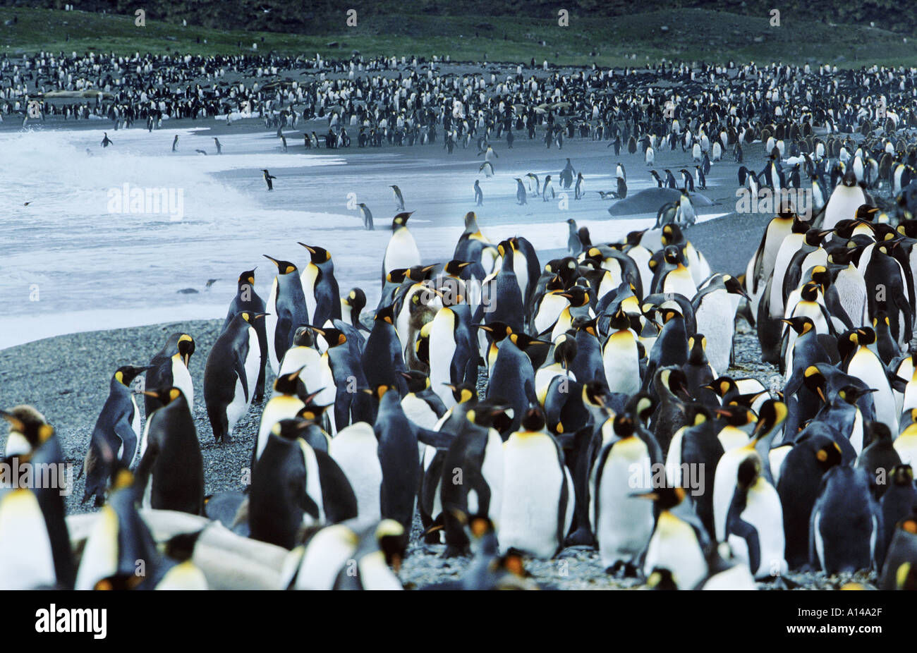 King Penguins Antarctique Géorgie du Sud Banque D'Images