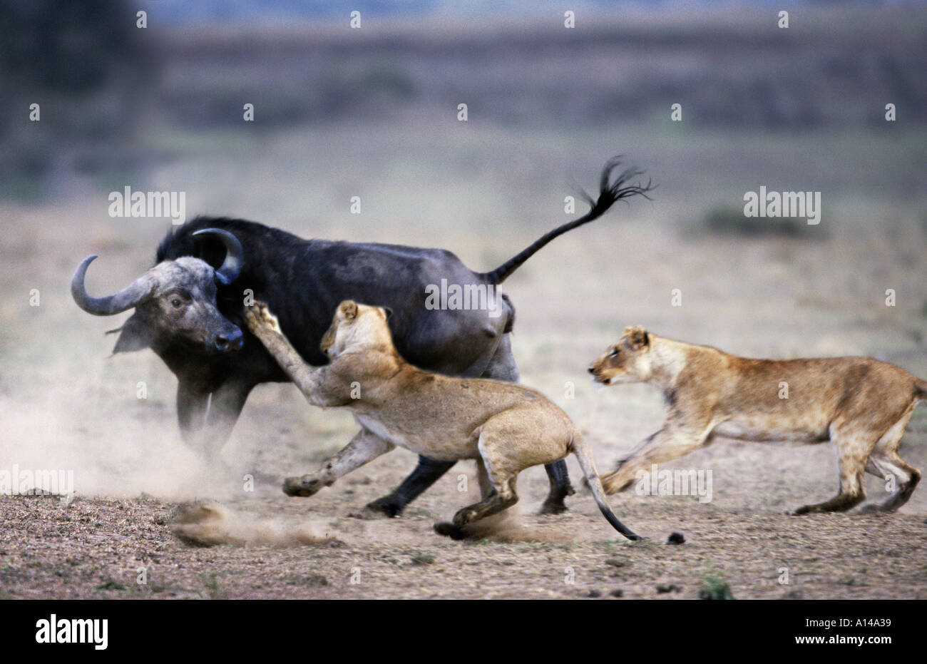 Les lions attaquant un buffalo le Masai Mara au Kenya Banque D'Images