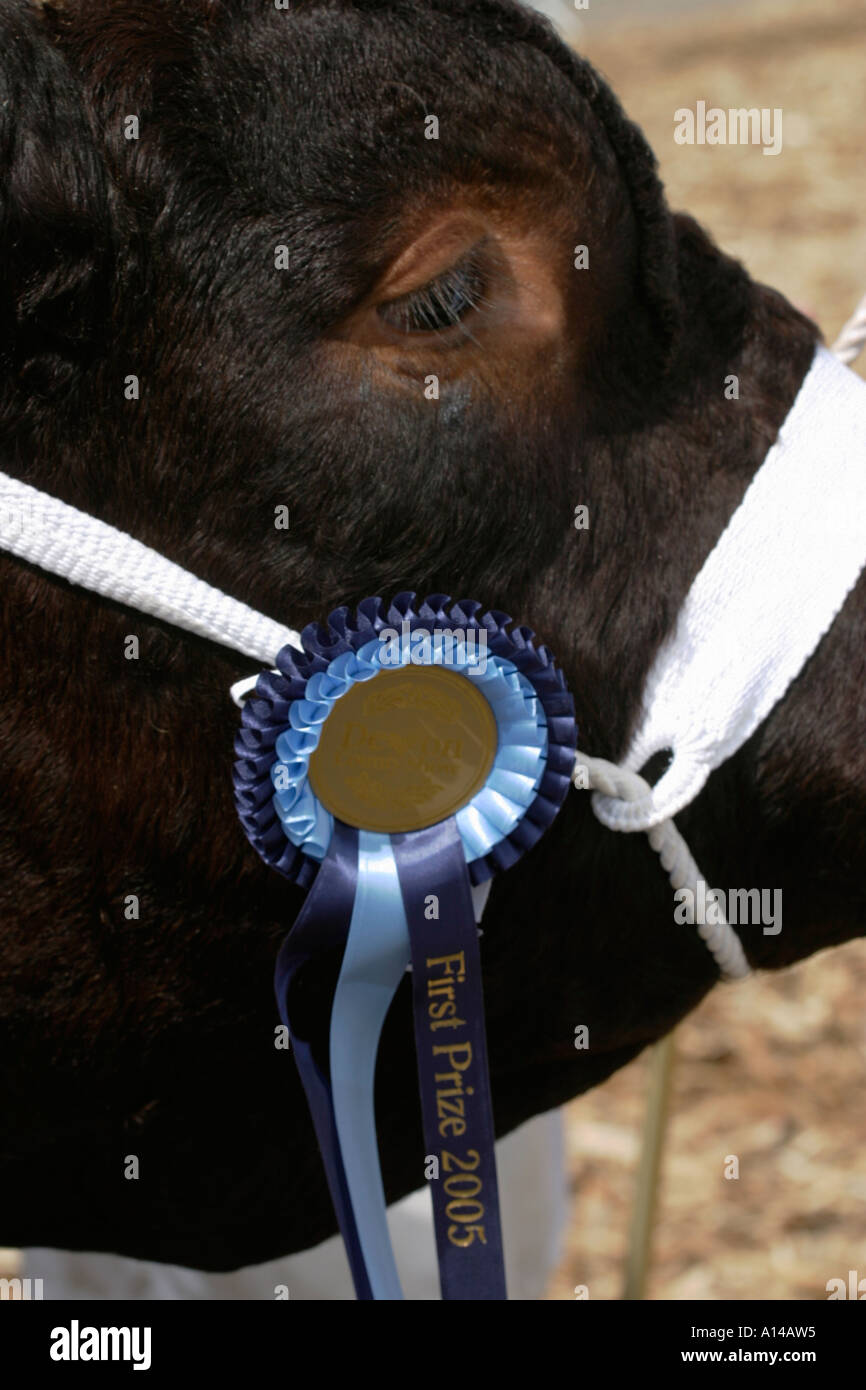 Devonshire Bull au Devon County Show Banque D'Images