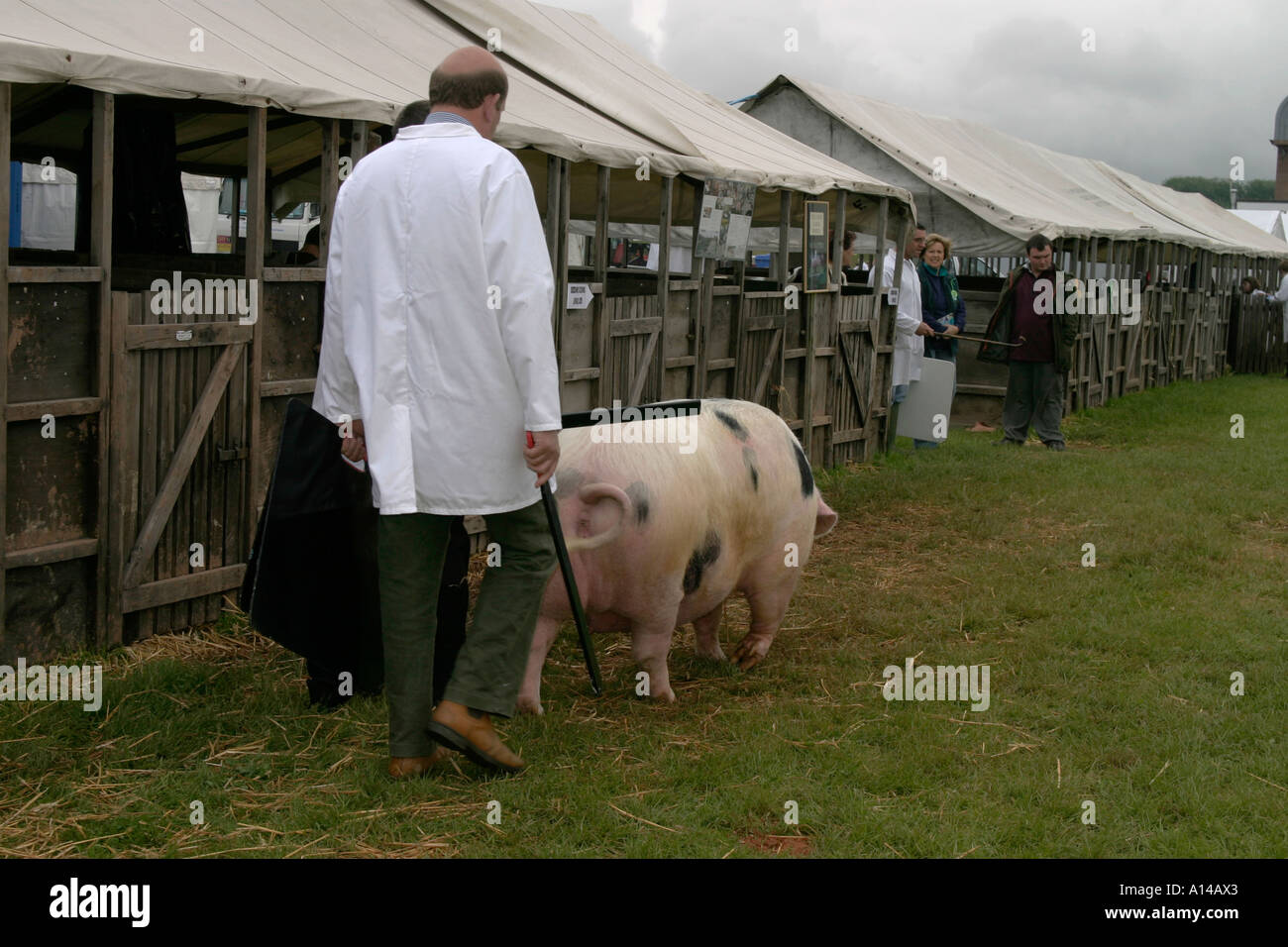 Pig au Devon County Show Banque D'Images