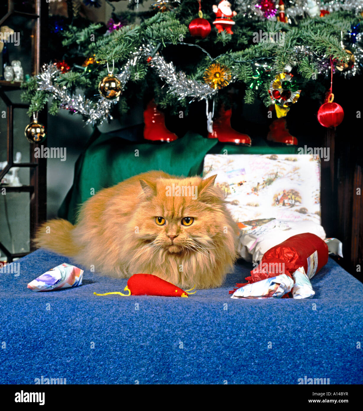 Un arbre de fumée rouge Cheveux Longs chat domestique la contemplant Noël UK UE Banque D'Images