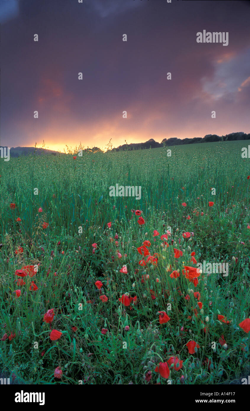 Champ de coquelicots près de Milton Abbas Dorset UK Banque D'Images