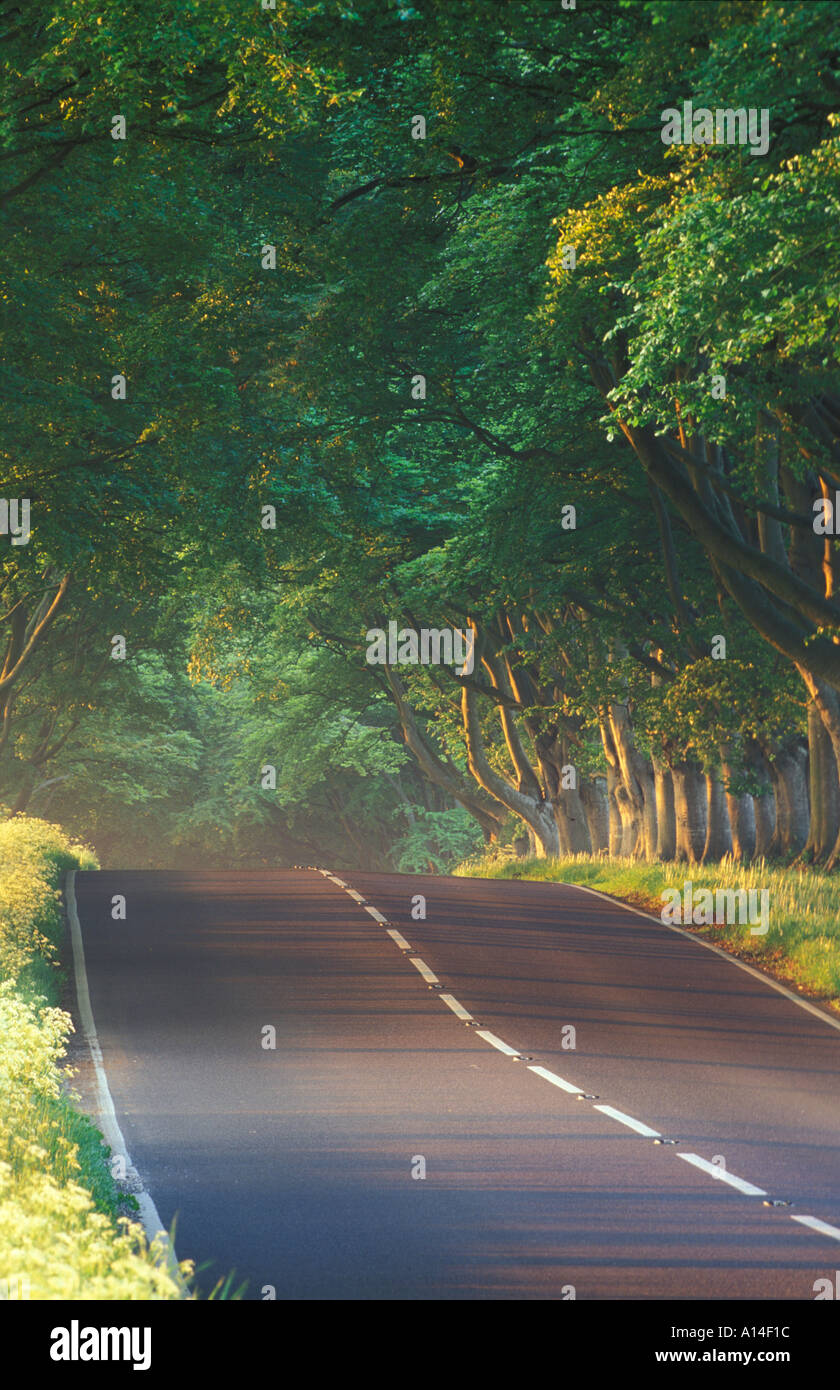 Route bordée d'arbres nr Wimborne Dorset UK Banque D'Images