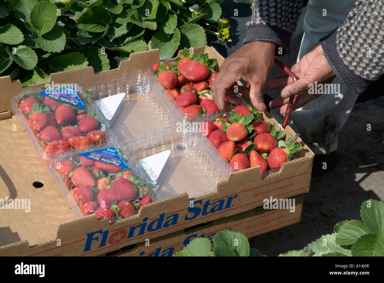 Les travailleurs migrants mexicains cueillir des fraises dans un champ de la Floride Plant City Banque D'Images