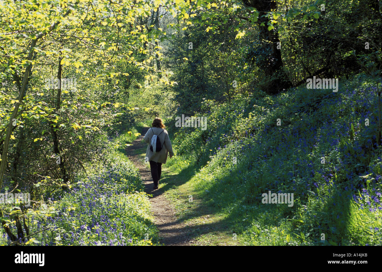 Walker en Holyford Woods réserve naturelle locale entouré de jacinthes Banque D'Images