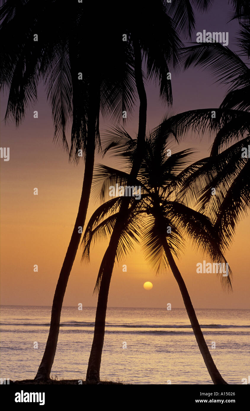 Coucher du soleil sous les palmiers de Pigeon Point Tobago Banque D'Images