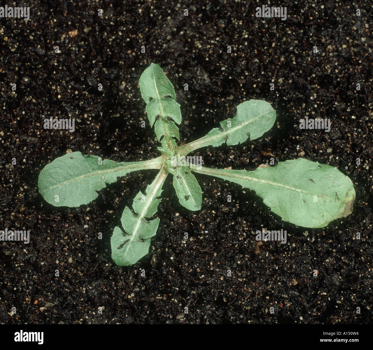 Le pissenlit Taraxacum officinale young plant avec plusieurs vraies feuilles Banque D'Images