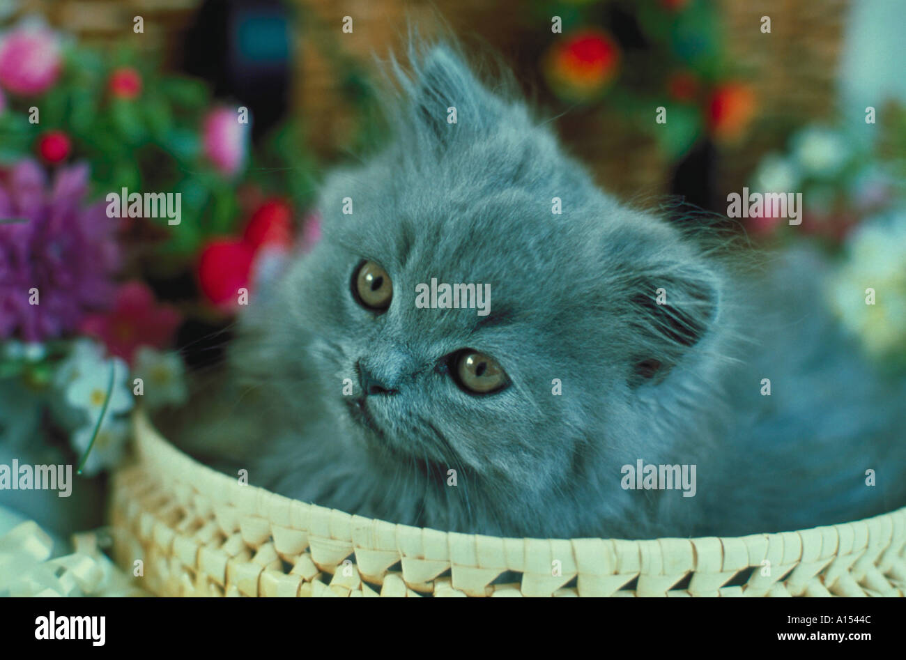 Close up of a fluffy chaton gris assis dans un panier Banque D'Images