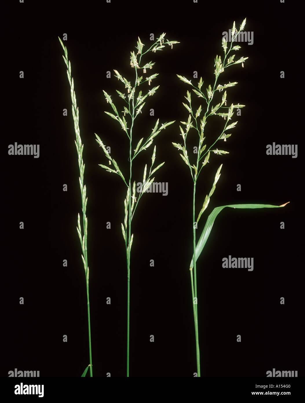 La fétuque des prés Festuca pratensis fleurs Banque D'Images