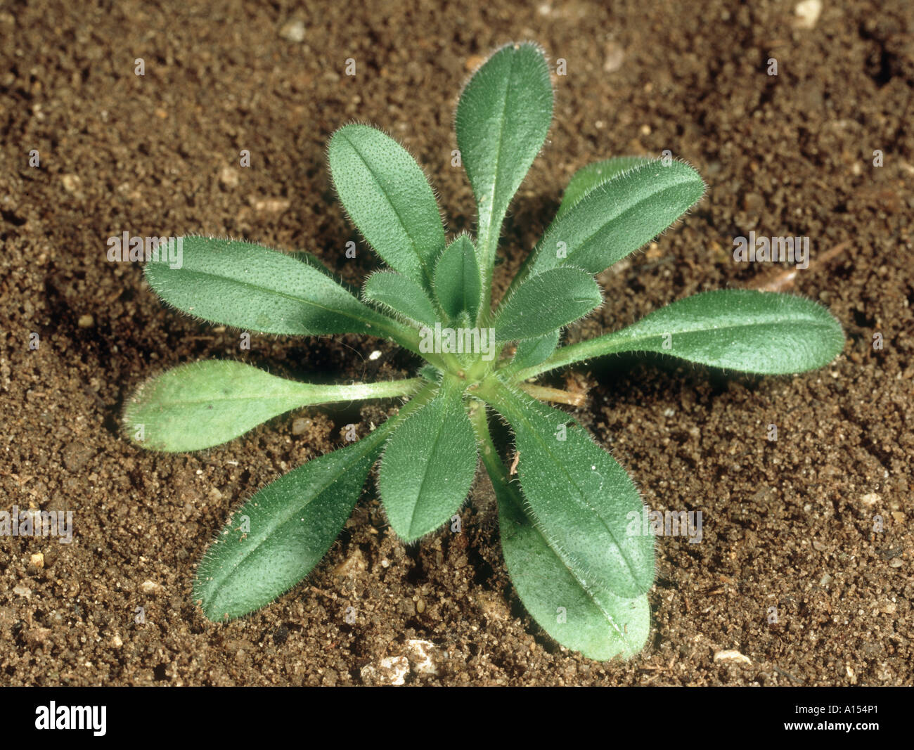 Les jeunes ne m'oubliez pas Myosotis arvensis plante rosette de feuilles Banque D'Images