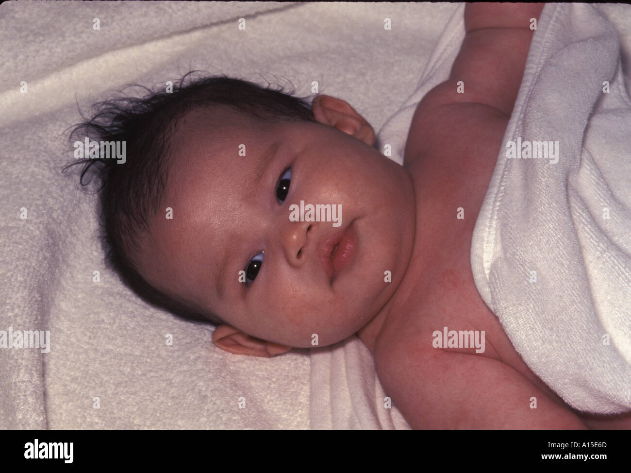 2 Mois Femelle Bebe Eurasien Photo Stock Alamy 2 Mois Femelle Bebe Eurasien Photo Stock Alamy