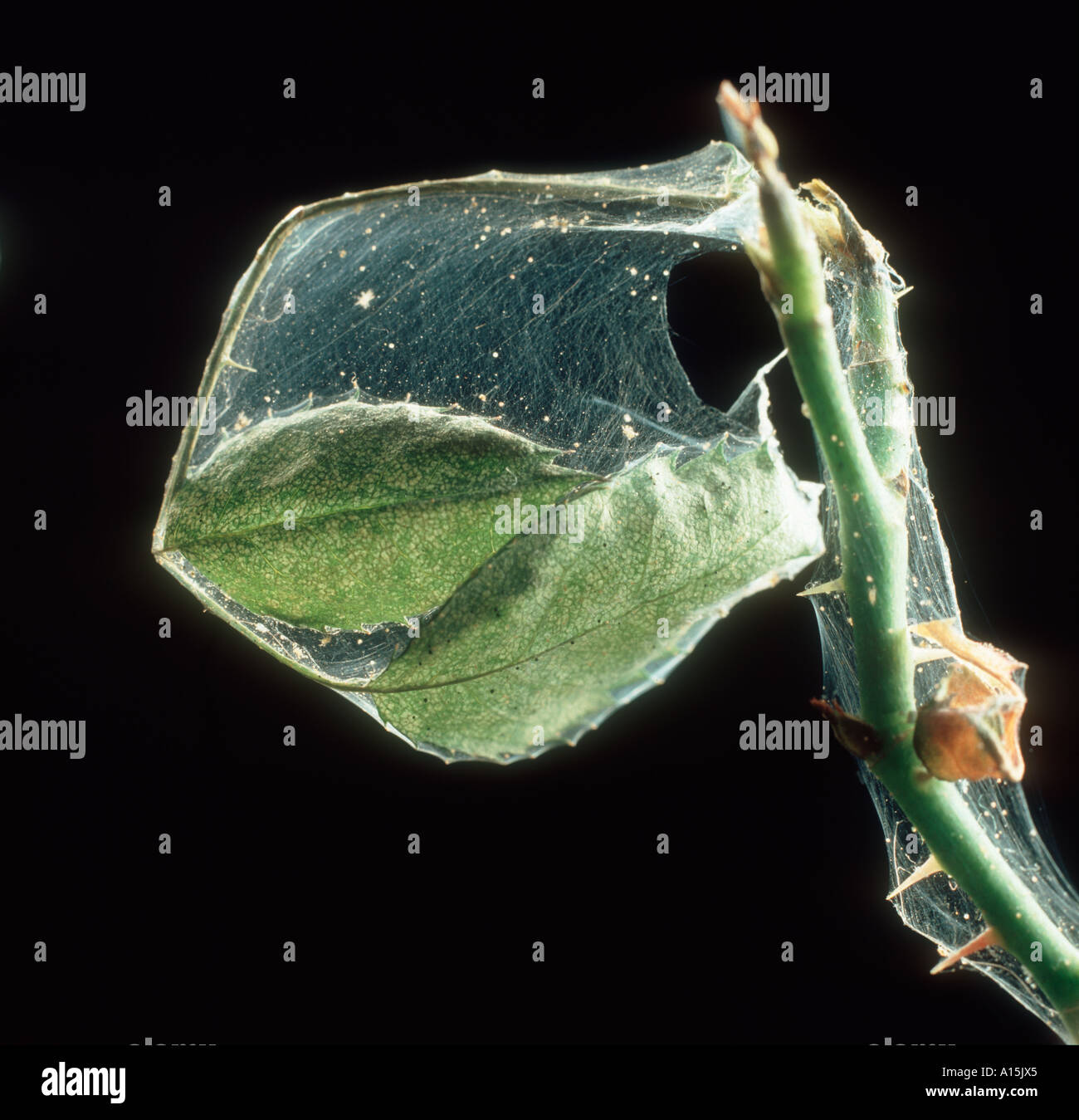 Tétranyque à deux points Tetranychus urticae toile sur les feuilles de rose Banque D'Images