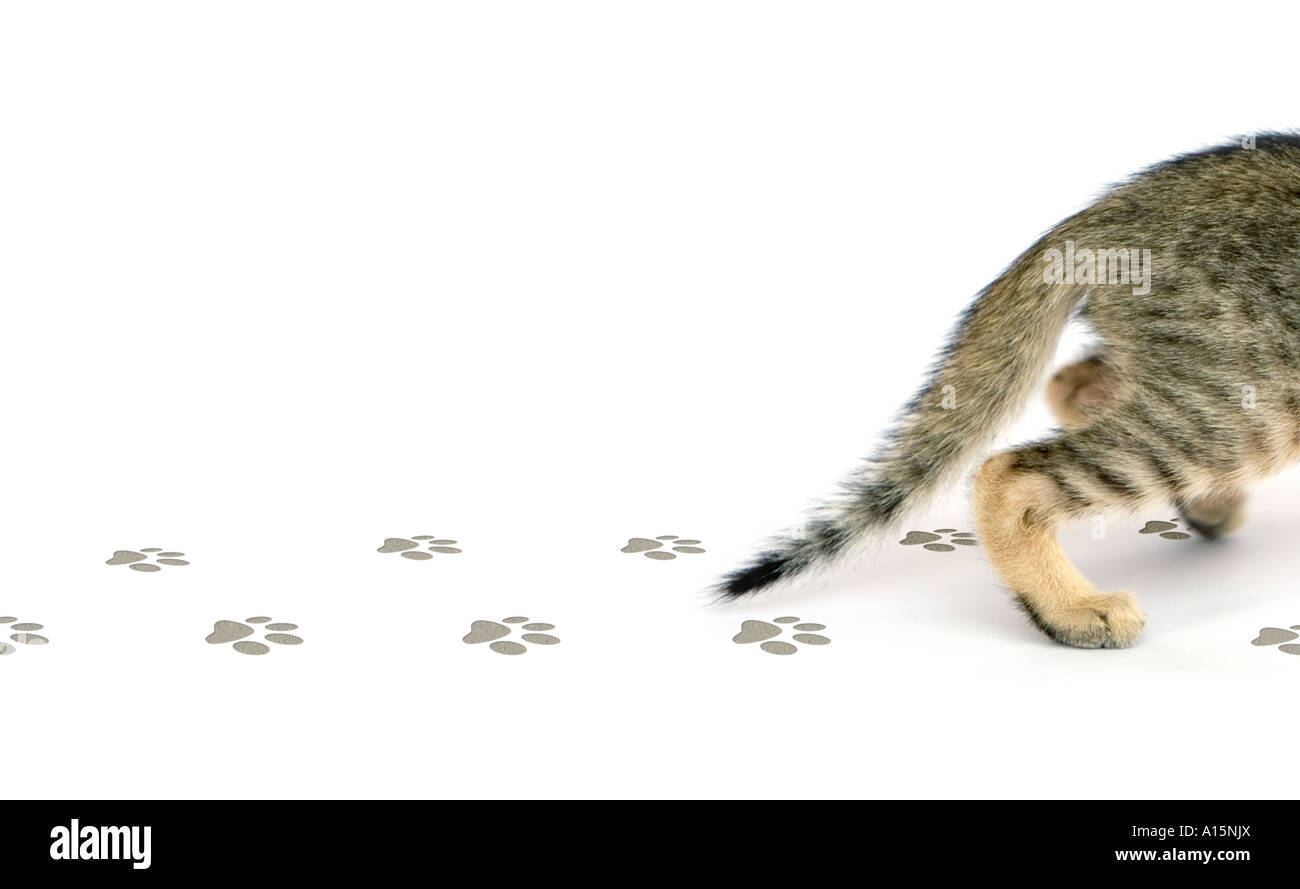 Cat sur fond blanc avec des empreintes de pattes fait numérique Banque D'Images