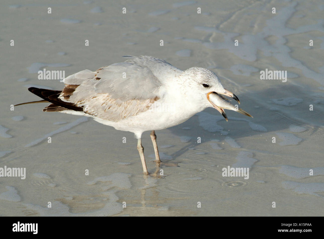 Les oiseaux de l'eau floride constamment en recherche de nourriture Banque D'Images
