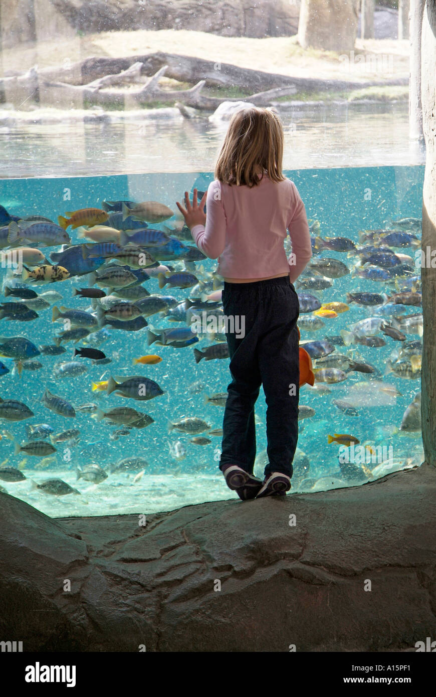 Busch Gardens Tampa en Floride pour profiter des manèges de carnaval restaurants détente et loisirs Banque D'Images