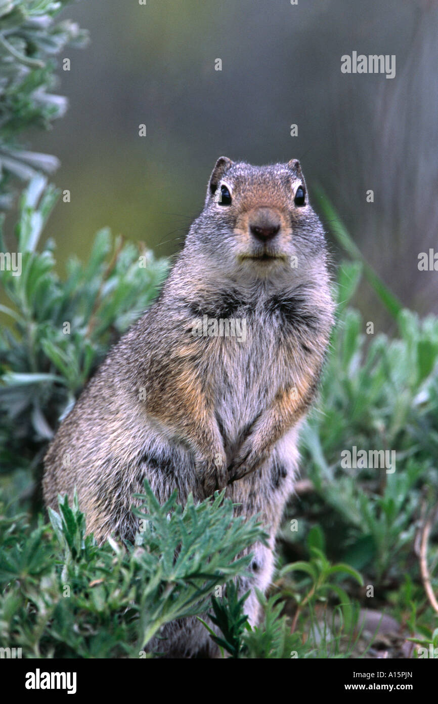 L'Unita de spermophile Spermophilus armatus sur l'herbe Banque D'Images