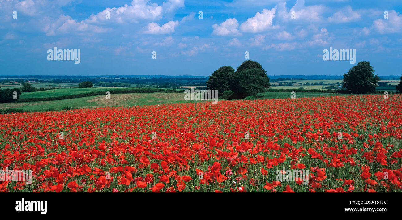 Coquelicots Papaver rhoeas dans culture de céréales Banque D'Images
