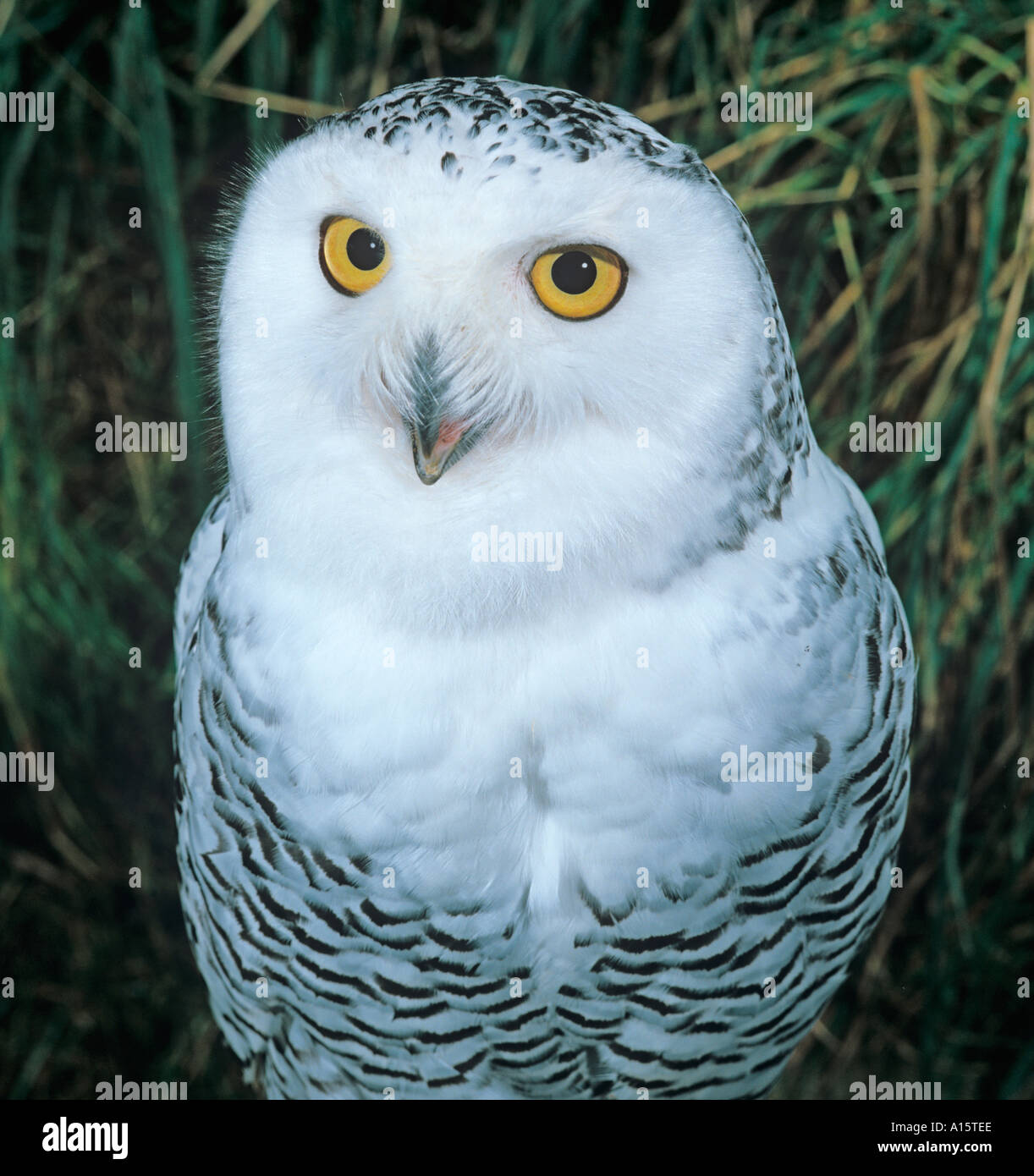 Harfang des Nyctes scandiaca Portrait Banque D'Images