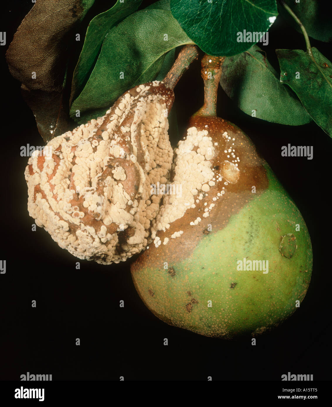 Pourriture brune Sclerotinia fructigena infectés entièrement et partiellement poire fruit de l'arbre Banque D'Images